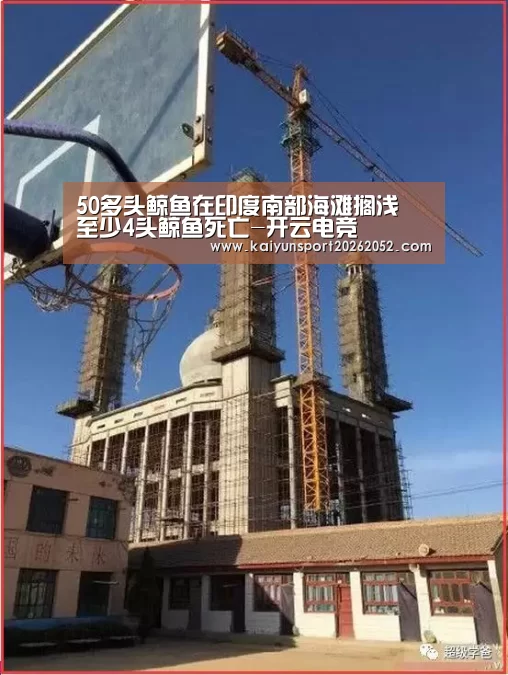 50多头鲸鱼在印度南部海滩搁浅 至少4头鲸鱼死亡-开云电竞(图1) 开云体育